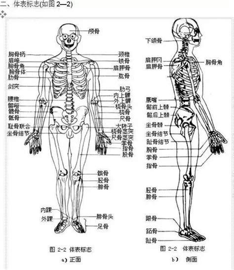 人身體部位|人体骨骼列表